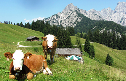 Litzlalm im Berchtesgadener Land mit zwei Kühen aufgenommen von Michael Thormann